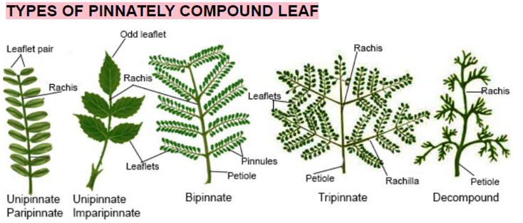ocr_image