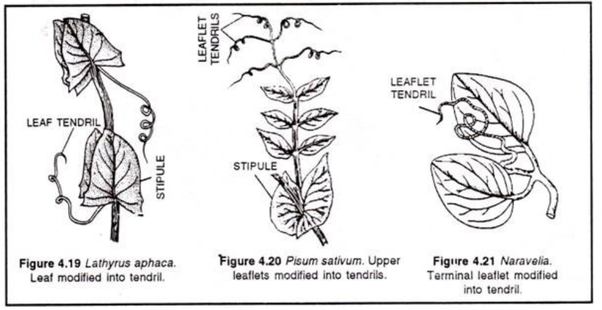 ocr_image