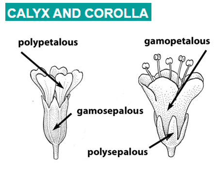 ocr_image