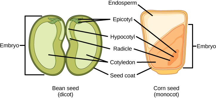 ocr_image