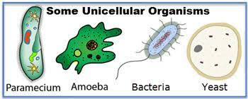 ocr_image