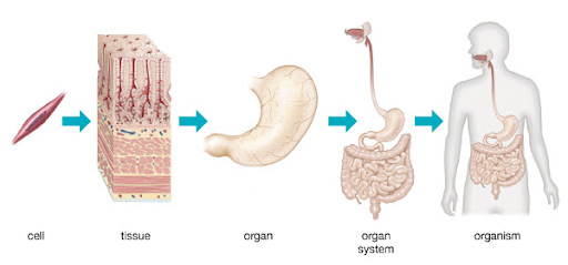 ocr_image