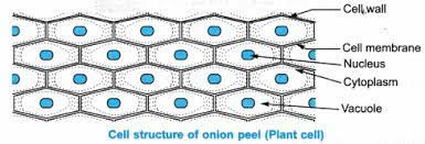 ocr_image