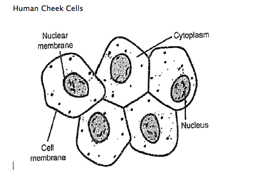 ocr_image