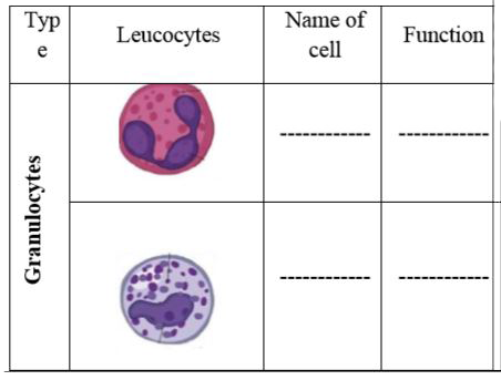 With the help of chart identify and write the function of any four leucocytes.