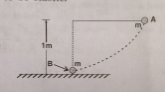 The bob A of a pendulum released from horizontal to the vertical hits another bob B of the same mass at rest on a table as shown in the figure. If the length of the pendulum is 1m, calculate the height to which bob A will rise after collision.