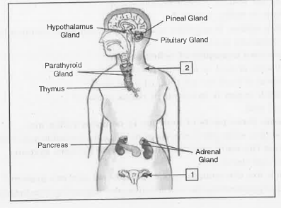 Label 1 and 2 in the figure given below: