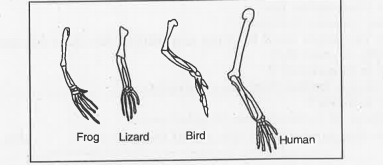 What are the kinds of organs shown in the figure?