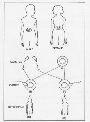 In the diagram what is the sex of (a) and (b)