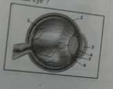 Label the diagram of the human eye?