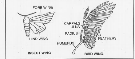 What are kinds of organ shown in figure?