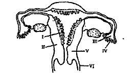 The figure given below depicts a diagrammatic sectional view of the female reproductive system of humans. Which one set of three parts out of I-VI have been correctly identified ?