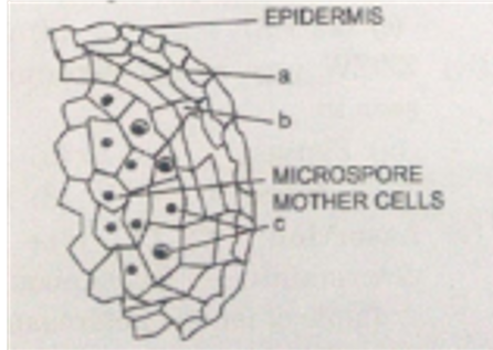 Given below is an enlarged view of one microsporangium of a mature anther.    Name 'a', 'b' and 'c' wall layers.