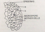 Given below is an enlarged view of one microsporangium of a mature anther.    Mention the charcteristics and function of the cells forming wall layer 'c'.