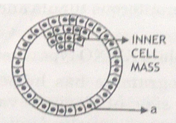 Study the figure given below and answer the questiojns that follow:    Where are the stem cells located in this embryo?