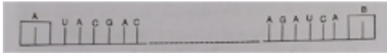 Study the mRNA segment given below which is complete to be translated into a polypetide chain. What do they code for?
