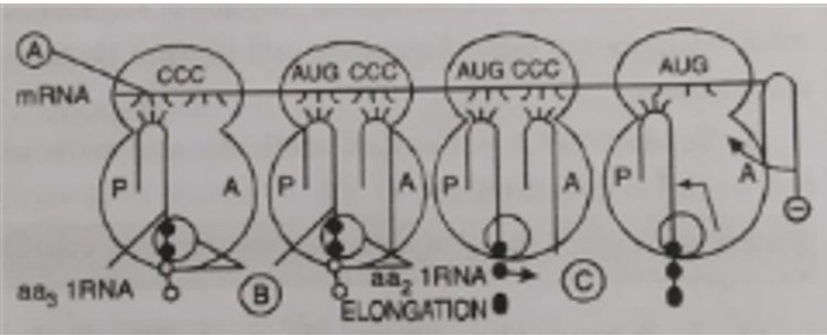 Study the diagram and answer the following questions: Name the bond formed between amino acids.