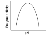 Enzymes are proteins. These are long chains of amino acids linked to each other by peptide bonds. Amino acids have many functional groups in their structure. These functional groups are many of them at least, ionisable. As they are weak acids and bases in chemical nature, this ionization is influenced by pH of the solution. For many enzymes, activity is influenced by surrounding pH. This is depicted in the curve below: explain briefly.