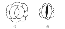 Observe the diagram and answer the following:  Are these types of guard cells found in monocots or dicotos?