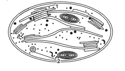 Examine the figure :     Name the metabolic processes taking place in the places marked (1) and (2).