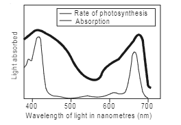 In the figure given below , the black line(upper) indicates action spectrum for photosynthesis and the lighter line (lower) indicates the absorption spectrum of chlorophyll 'a' , answer the followings:   Wavelength of light nanometera(nm)   If chlorophll 'a' is reponsible for light reaction of photosynthesis, why do the action spectrum and absorption spectrum not overlap?