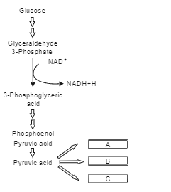 Pyruvic acid is the end product of glucolysis. What are the three metabolic fates of pyruvic acid under aerobic and anaerobic conditions? Write in the space provided in the diagram.