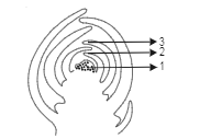 Label the diagram:   This is which part of a dicotyledonous plant?