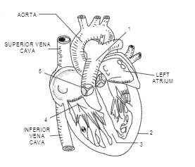 a Draw a labeled diagram showing internal structure of human heartb  Explained in short about four  Brainlyin