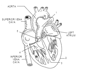 Figure of internal structure of mammalian heart is provided. Carefully study it and   Name the parts labelled as 1, 2, 3, 4, 5.