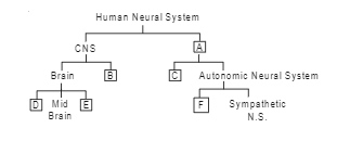 The major part of the human neural system is depicted below. Fill in the empty boxes with appropriate words.
