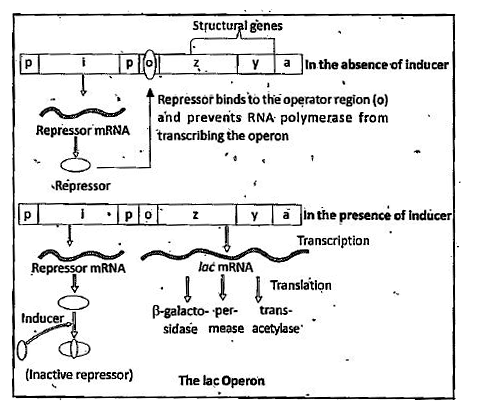 ocr_image