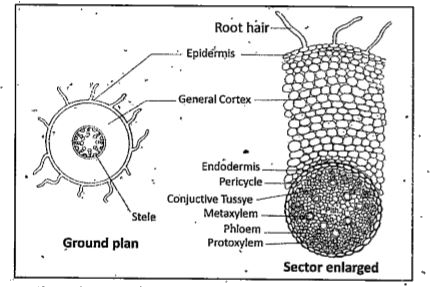 Describe the internal structures of a Monocot Root .