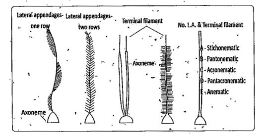 What are lateral appendages? Based on their presence and absence, writ