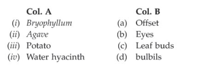 Match the organisms given in Column-'A' with the vegetative propagules given in Column 'B':