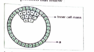 Study the figure given below and answer the question that follow:    Identify'a' in the figure and mention its function.