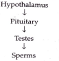 Study the following flow chart. Name the hormones involved at each sta