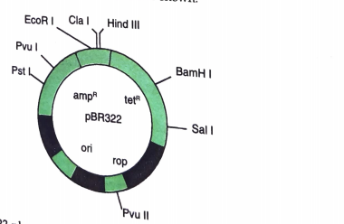 Name the organism in which the vector shown is inserted to get the copies of the desired gene.