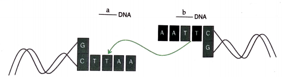 Study the linking of DNA fragments shown below: Name 'a' DNA and 'b