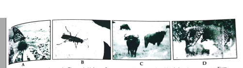Observe the set of 4 figures A,B,C and D answer the following questions: Name the organisms and the association in C.