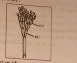 Identify the figure label (a) and (b)