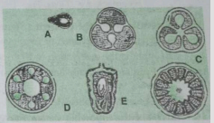 Identify the placentation shown in the following figures