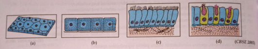 Identify A to D and mention one location and one function in the body: