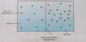 Look into given figure and answer the following,  In which direction will osmosis occur?