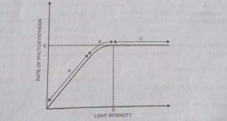 Figure given below shows the effect of light on the rate of photosynthesis .Based on the graph ,answer the following quenstions:  At which points (A,B or C) in the curve is light a limiting factor?