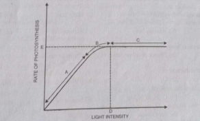 Figure given below shows the effect of light on the rate of photosynthesis .Based on the graph ,answer the following quenstions:  What could be the limiting factor,s in region A?