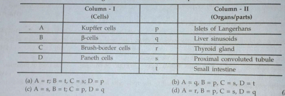 Match the names of cells given under Column I with the names of organs/parts in which they occur, given under Column II. Choose the answer which given correct combination of alphabets of two columns: