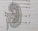 Reffer the following diagram nd identify the parts of a kidney indicated: .