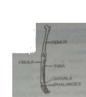 Given diagram sHown bone off left human hindlimb as seen from front.It has certain mistakes in labelling Two of the wrongly labelled bones are: .