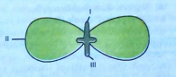 In the following diagram showing the structure of embryo of a dicot seed, what are the parts marked I,II and III sequentially?