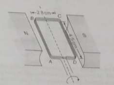 A small retangular coil ABCD contains 140 turns of wire. The sides AB and BC of the coil are of length 4.5 and 2.8 cm respectively, as shown in the figure    The coil is held between the poles of a large magnet so that the coil can rotate about an axis thorugh its centre. The magnet produces a uniform magnetic field of flux density B between its poles. When the current in the coil is 170 mA, the maximum torque produced in the coil is 2.1 xx 10^-3 N m. For the coil in the position for maximum torque, state whether the plane of the coil is parallel to, or normal to , the direction of the magnetic field.